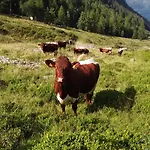 Bio-bauernhof Auernig Çiftlik konaklama