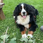 Farm stay Bio-bauernhof Auernig *