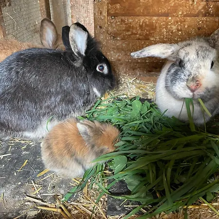 Bio-bauernhof Auernig