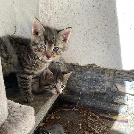 农家乐 Bio-bauernhof Auernig 上韦拉赫