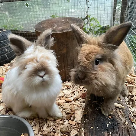 Bio-bauernhof Auernig Obervellach