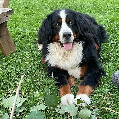 Séjour à la ferme Bio-bauernhof Auernig *