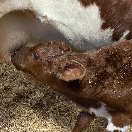 Bio-bauernhof Auernig Séjour à la ferme Obervellach