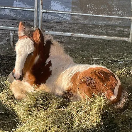 Bio-bauernhof Auernig 上韦拉赫