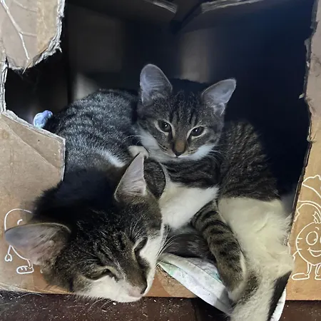 Bio-bauernhof Auernig * Obervellach