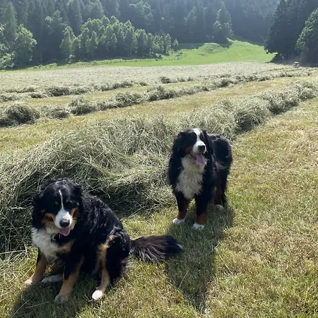 Bio-bauernhof Auernig Séjour à la ferme