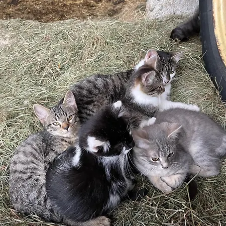 Séjour à la ferme Bio-bauernhof Auernig