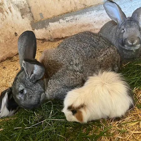 Bio-bauernhof Auernig Séjour à la ferme Obervellach