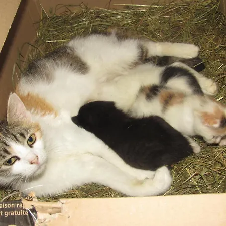 农家乐 Bio-bauernhof Auernig 上韦拉赫