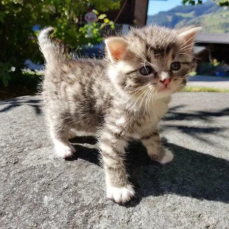 Séjour à la ferme Bio-bauernhof Auernig *