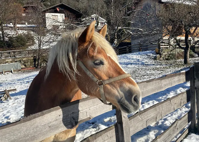 Bio-bauernhof Auernig *