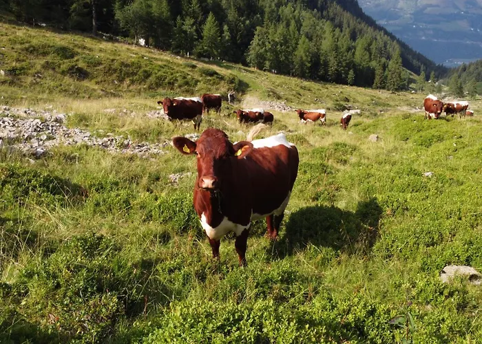 Bio-bauernhof Auernig Farmház