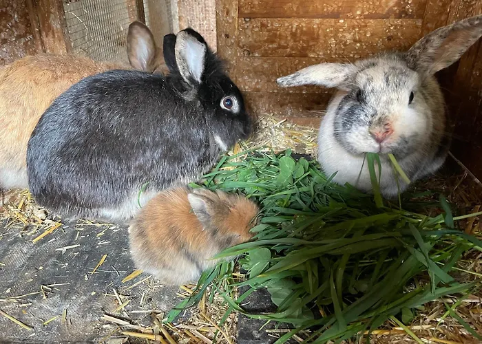 Bio-bauernhof Auernig