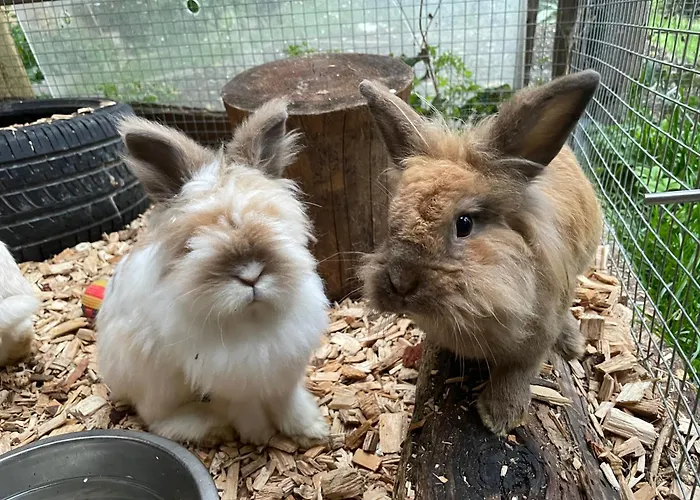 Bio-bauernhof Auernig Obervellach