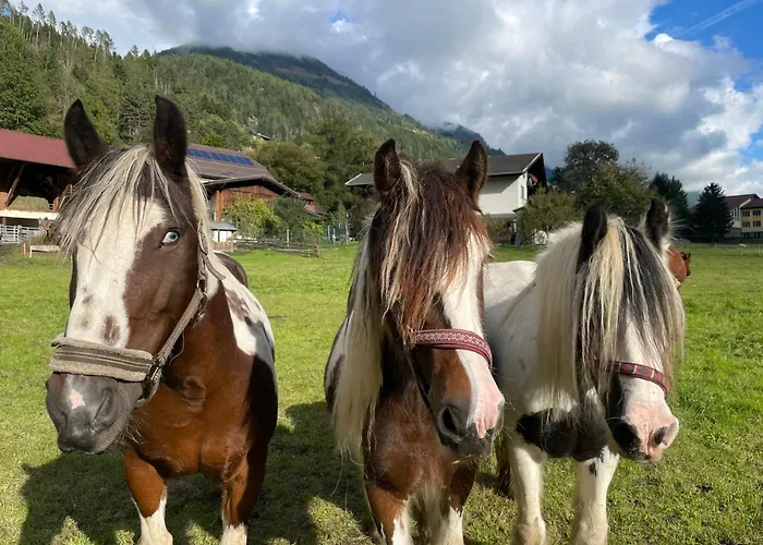 Bio-bauernhof Auernig *