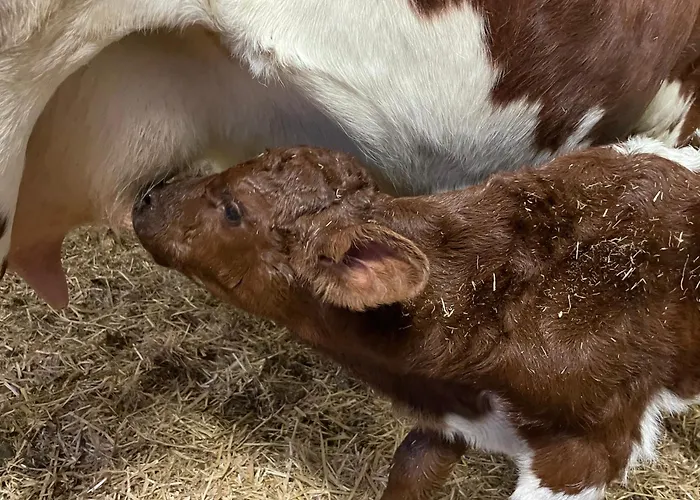 Bio-bauernhof Auernig Séjour à la ferme Obervellach
