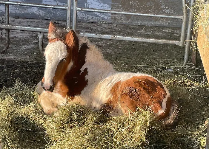 Bio-bauernhof Auernig Obervellach