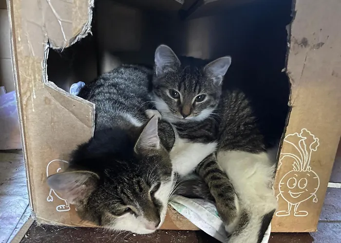 Bio-bauernhof Auernig * Obervellach