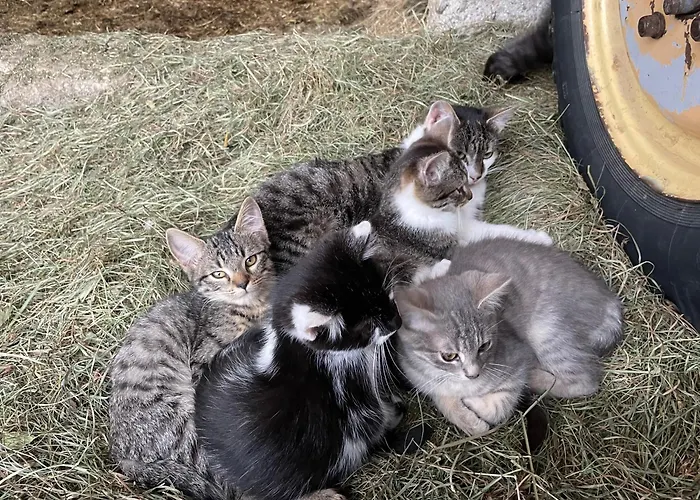 Farmház Bio-bauernhof Auernig