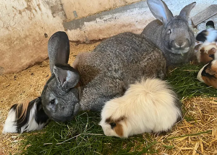 Bio-bauernhof Auernig Séjour à la ferme Obervellach