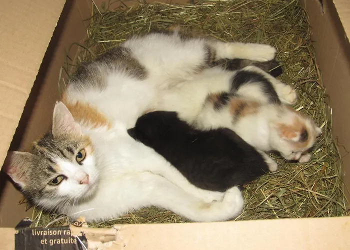 Farmház Bio-bauernhof Auernig Obervellach