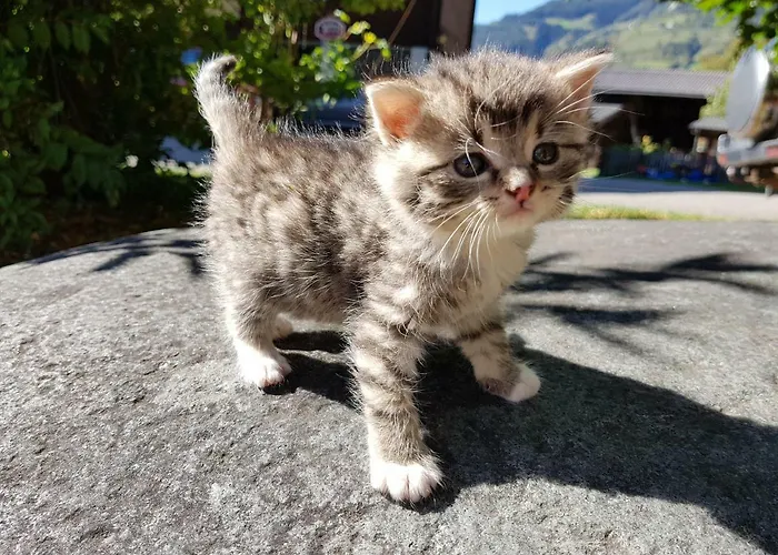 Farmház Bio-bauernhof Auernig *